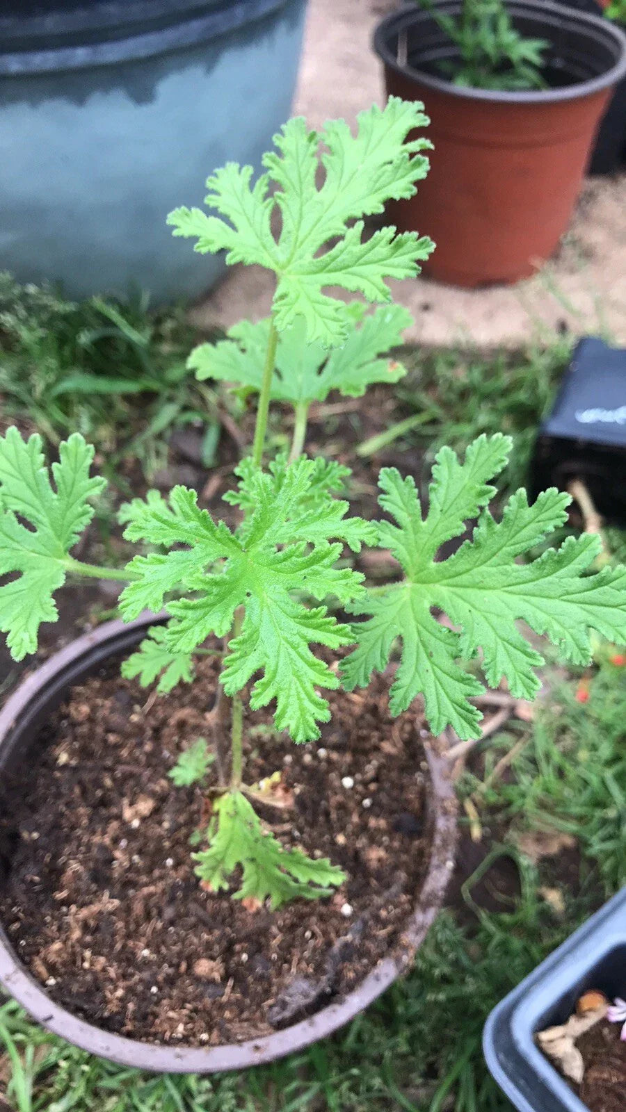 Citronella Geranium Live Plant in 4-Inch Pot - Scented Aromatic Pelargonium 'Citrosum' for Garden and Patio
