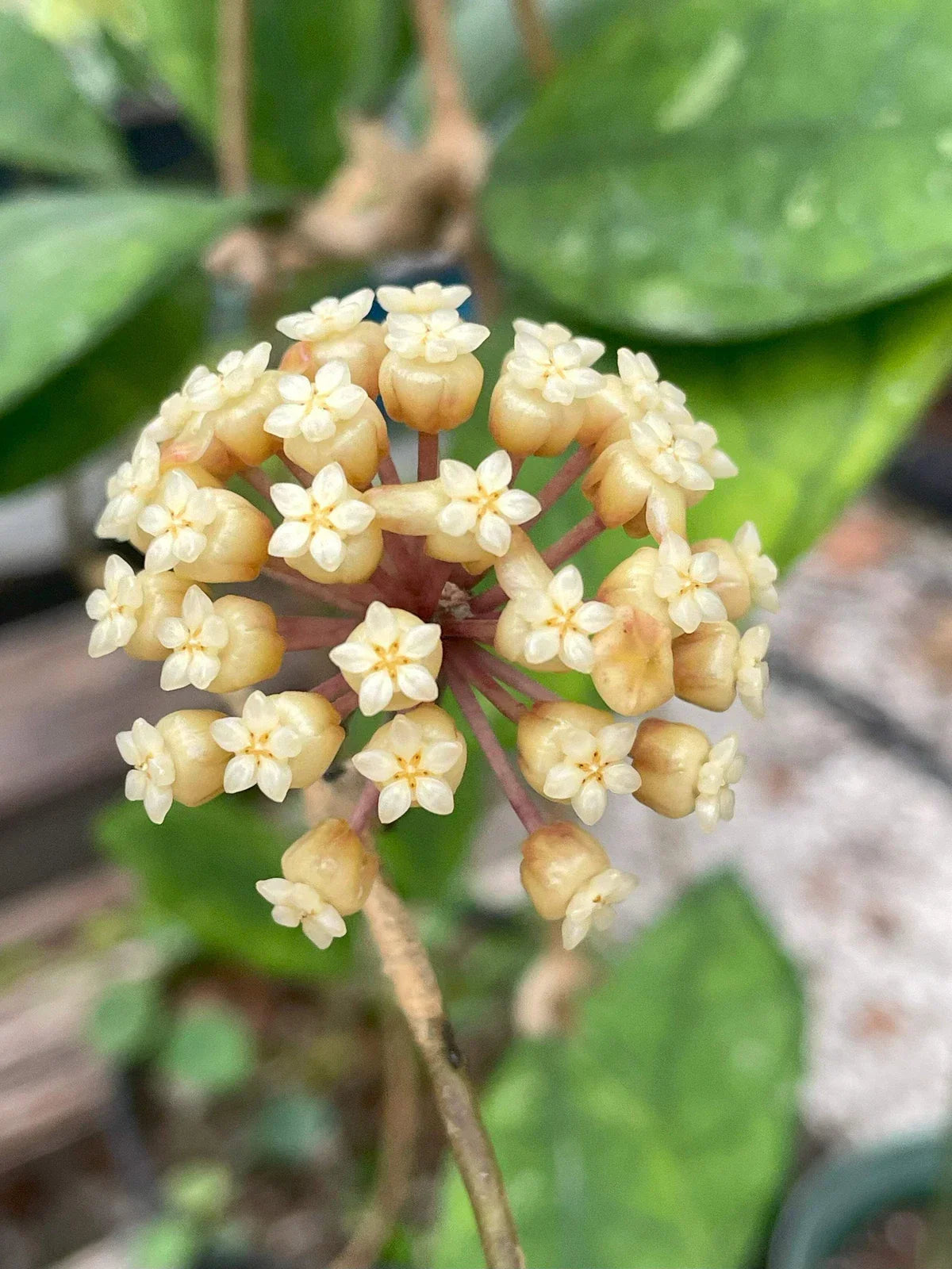 Hoya Finlaysonii Plant in 3.5" Pot, Tropical Houseplant, Waxy Leaves, Fragrant Star-Shaped Flowers, Vining Hoya Species