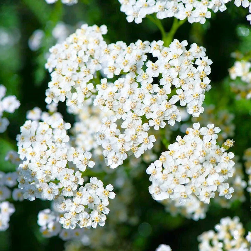 White Yarrow Seeds - Achillea Millefolium Milfoil Flower Seed Pack for Garden, Landscape & Wildflower Planting