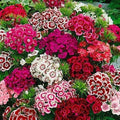 Dianthus Seeds - Beauty Mix Flower Seeds for Garden, Colorful Fragrant Blooms, Dianthus spp.