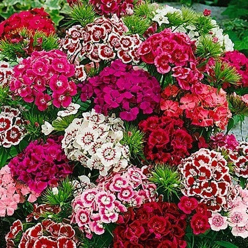 Dianthus Seeds - Beauty Mix Flower Seeds for Garden, Colorful Fragrant Blooms, Dianthus spp.