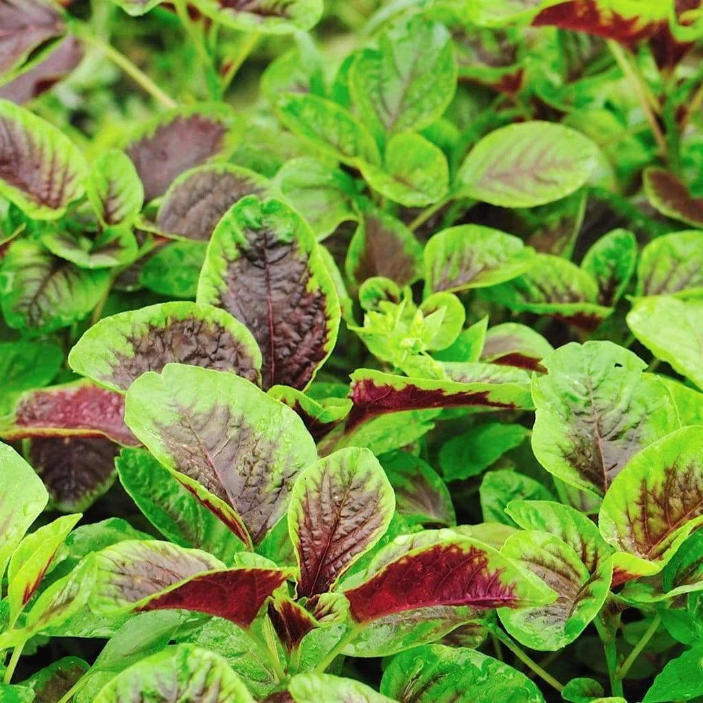 Red Amaranth Seeds - 500+ Count, Amaranthus tricolor, Edible Foliage, Chinese Spinach, Yin Cho Callaloo, Non-GMO, USA Grown