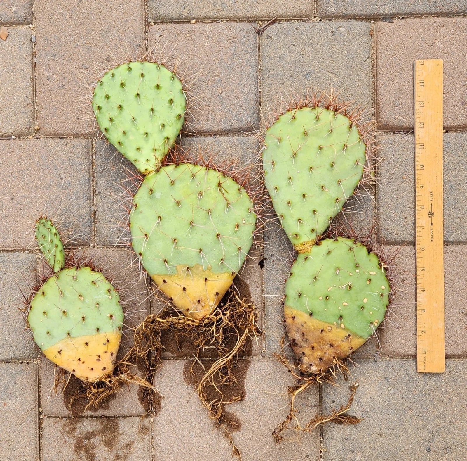 Live Rooted Cactus Pad Segments – Opuntia spp. Prickly Pear for Planting & Propagation, Drought-Resistant, Indoor & Outdoor