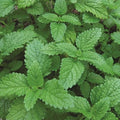 Lemon Balm Seeds 1,000 Heirloom Non-GMO Melissa officinalis Aromatic Herb for Gardens & Culinary Use