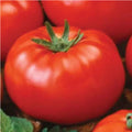 Ace 55 Tomato Seeds - Heirloom, Non-GMO, Solanum lycopersicum, 500 Seeds for Home Garden, Juicy, Medium to Large Tomatoes