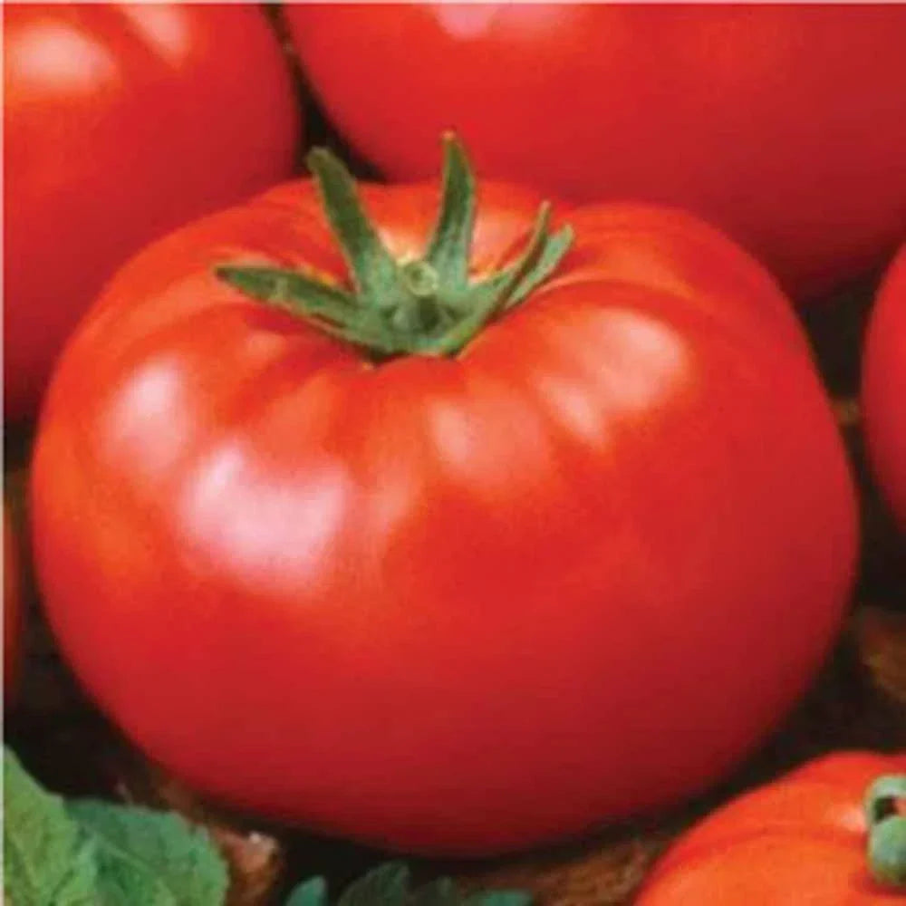 Ace 55 Tomato Seeds - Heirloom, Non-GMO, Solanum lycopersicum, 500 Seeds for Home Garden, Juicy, Medium to Large Tomatoes