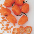 Orange Habanero Pepper Seeds Pack of 20 | Heirloom Non-GMO Capsicum chinense Hot Pepper Seeds