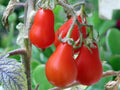 Red Pear Tomato Seeds - Heirloom Non-GMO, 10+ Seeds for Home Gardening, Solanum lycopersicum, Compact, Sweet, Red Color