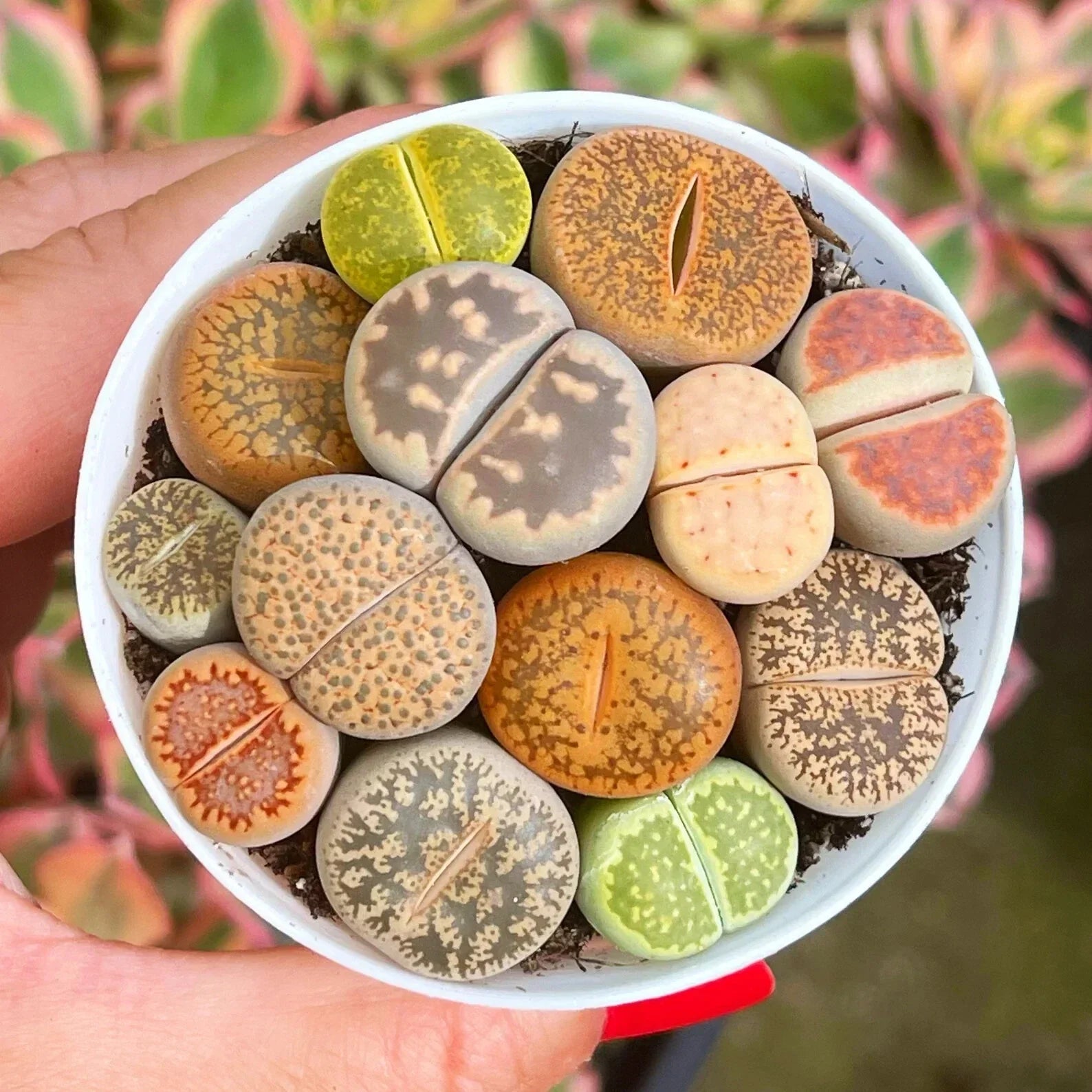 Mixed Succulent Plant Seeds - 100pcs Lithops Living Stones Seeds for Indoor Gardening & Terrariums