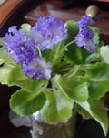 African Violet Fresh Cut Unrooted Leaves – LE Zoryane Syajvo, Propagation Plant Cuttings, Saintpaulia ionantha, 2 Pack