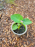 Taro Plant in Pot - Edible Root & Tropical Foliage | Colocasia esculenta