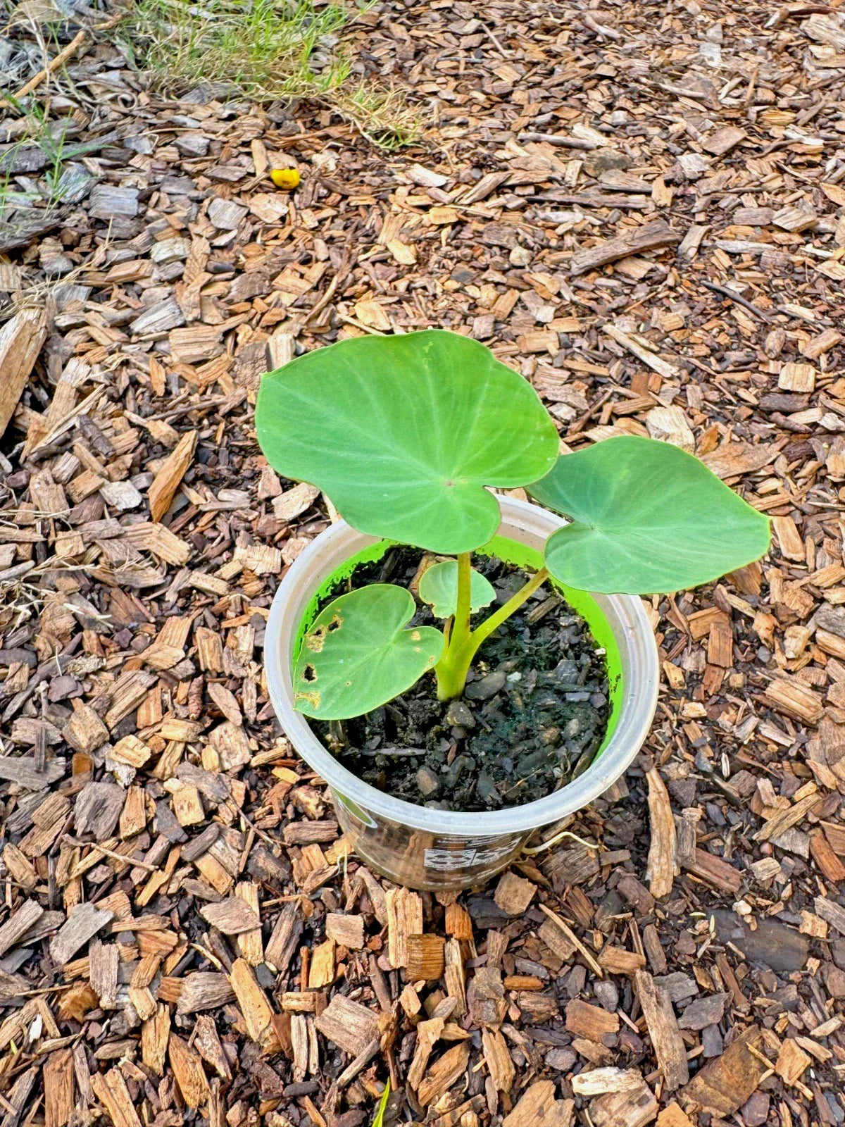 Taro Plant in Pot - Edible Root & Tropical Foliage | Colocasia esculenta