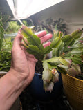 Thanksgiving/Christmas Cactus Live Plant - Rooted Branch - Schlumbergera spp. Holiday Gift Indoor Plant