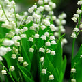 Lily of the Valley Roots - 5 Pack, Fragrant White Bell-Shaped Flowers, Convallaria majalis, Perennial Ground Cover for Shade Gardens