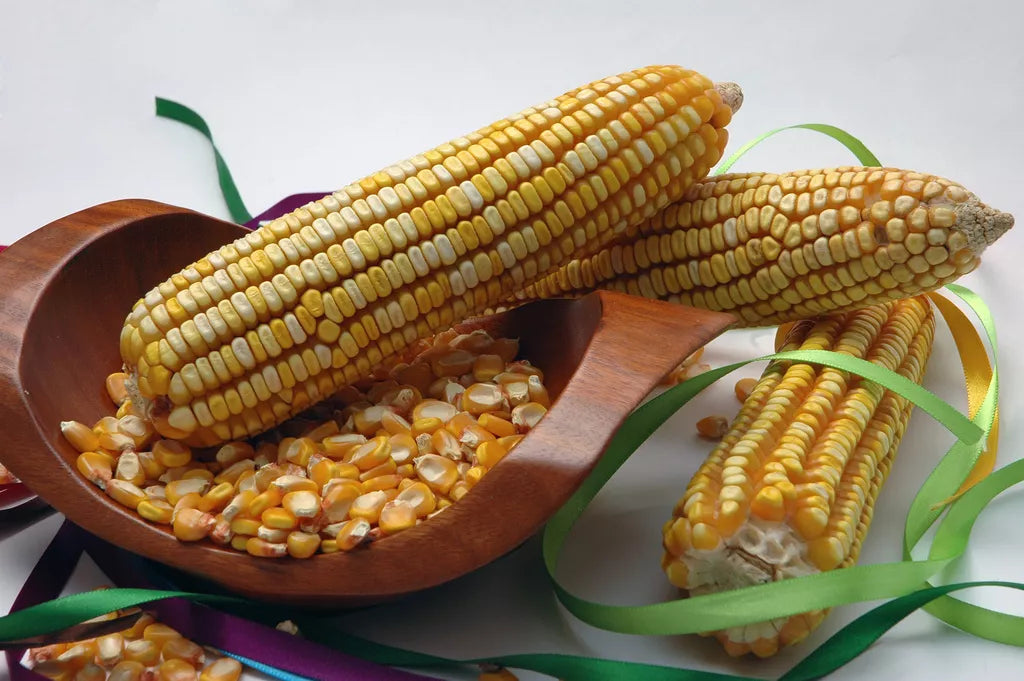 Reid's Yellow Dent Corn Seeds - Heirloom Zea Mays, 30 Pack, Non-GMO, USA Grown, For Home Gardens & Farming