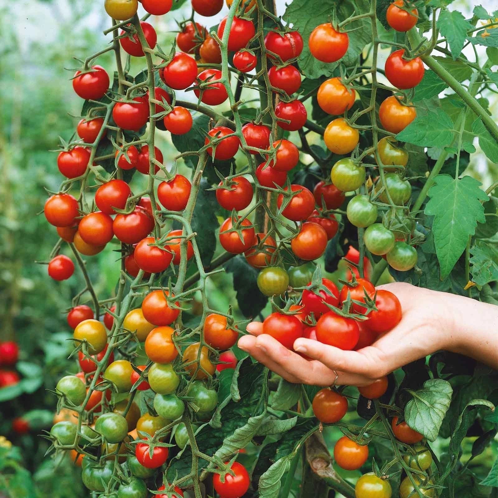 Supersweet 100 Cherry Tomato Seeds – Organic Non-GMO Solanum lycopersicum, Large Juicy Fruit, High-Yield, Perfect for Home Gardens