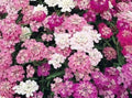 CandyTuft Seeds Mixed Colors - Iberis umbellata Flower Seeds for Borders, Rock Gardens, Containers, 100 Seeds