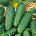 Pickling Cucumber Seeds 25+ Pack | Cucumis sativus | Non-GMO, Easy Grow, Perfect for Homemade Pickles