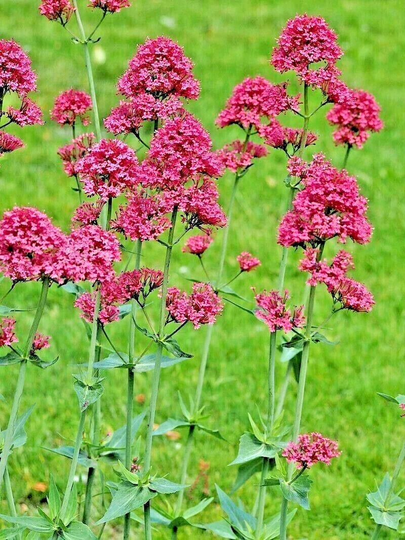 Red Valerian Seeds 101 Count Centranthus ruber Jupiter's Beard Flowering Garden Plant