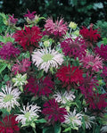 Bee Balm Seeds - 100 Pack Panorama Mix - Hummingbird & Pollinator Attractant - Monarda didyma