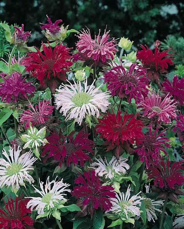 Bee Balm Seeds - 100 Pack Panorama Mix - Hummingbird & Pollinator Attractant - Monarda didyma