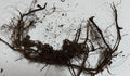 New York Fern Roots (3 Pack) – Thelypteris noveboracensis Bare Root Shade-Loving Native Fern