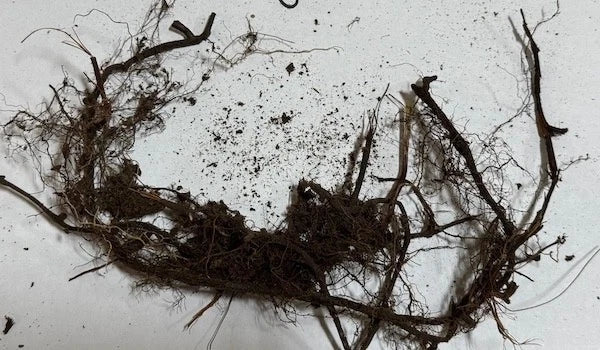 New York Fern Roots (3 Pack) – Thelypteris noveboracensis Bare Root Shade-Loving Native Fern