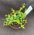 Peperomia prostrata Plant in 3" Pot, String of Turtles, Indoor Houseplant, Low-Maintenance, Trailing, Unique Leaf Pattern