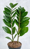 Live ZZ Plant 8-12” Rooted Green Houseplant Zamioculcas zamiifolia, Low Light Indoor Plant, Air-Purifying Houseplant