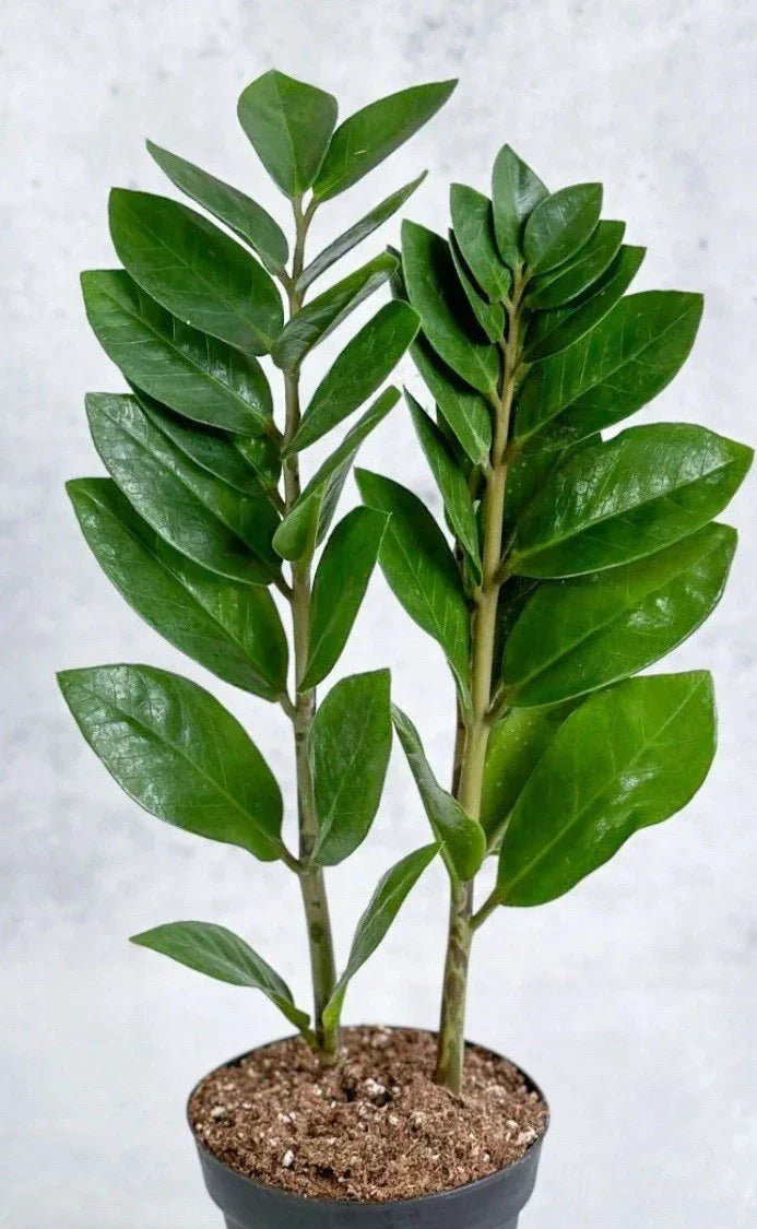 Live ZZ Plant 8-12” Rooted Green Houseplant Zamioculcas zamiifolia, Low Light Indoor Plant, Air-Purifying Houseplant