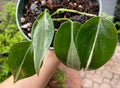 Philodendron RIO Cuttings 3-Pack | Variegated Philodendron hederaceum | Indoor Plant Propagation | Houseplant Gift