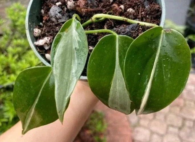 Philodendron RIO Cuttings 3-Pack | Variegated Philodendron hederaceum | Indoor Plant Propagation | Houseplant Gift
