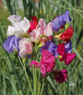 Sweet Pea Seeds Mix, Mammoth Variety, Fragrant Climbing Vines, Non-GMO Lathyrus odoratus, 40 Seeds for Garden Trellises