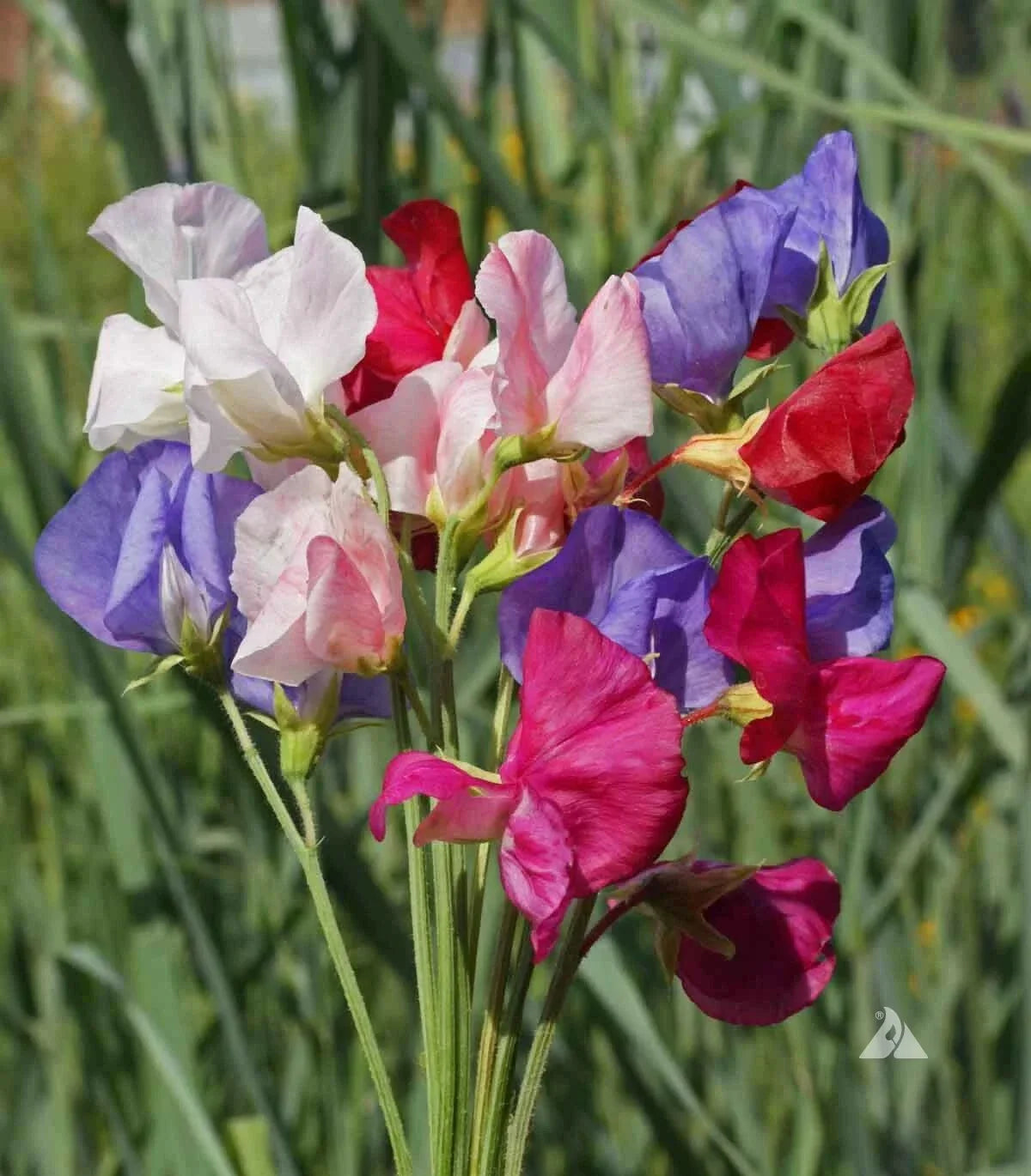 Sweet Pea Seeds Mix, Mammoth Variety, Fragrant Climbing Vines, Non-GMO Lathyrus odoratus, 40 Seeds for Garden Trellises