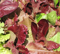 Gourmet Salad Blend Lettuce Seeds | 4 Varieties | Heirloom, Non-GMO Vegetable Seeds for Home Gardening