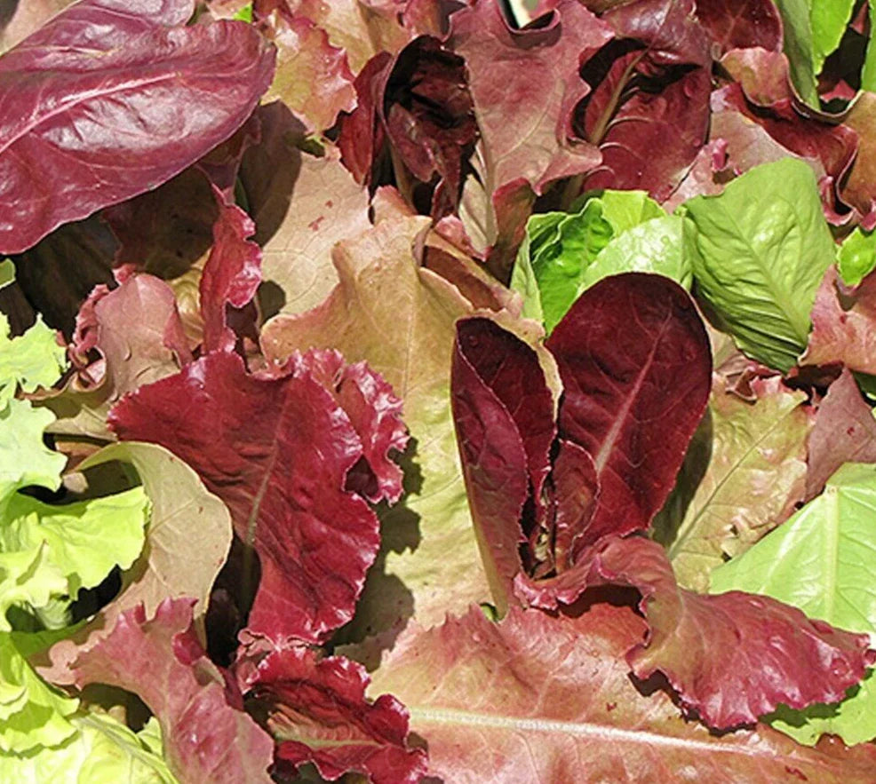 Gourmet Salad Blend Lettuce Seeds | 4 Varieties | Heirloom, Non-GMO Vegetable Seeds for Home Gardening