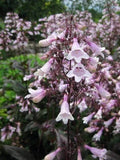 Penstemon Seeds 20 Perennial 'Mystica' Pollinator Friendly Digitalis attraacts bees hummingbirds
