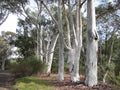 Red Spotted Eucalyptus Seeds - 50 Perennial Flower Seeds - Eucalyptus cinerea - Fragrant Foliage for Gardens & Landscapes