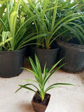 Pandan Plant - 1 Pot, Fragrant Pandanus amaryllifolius, Aromatic Leaves for Cooking & Aromatherapy, Rooted Herb