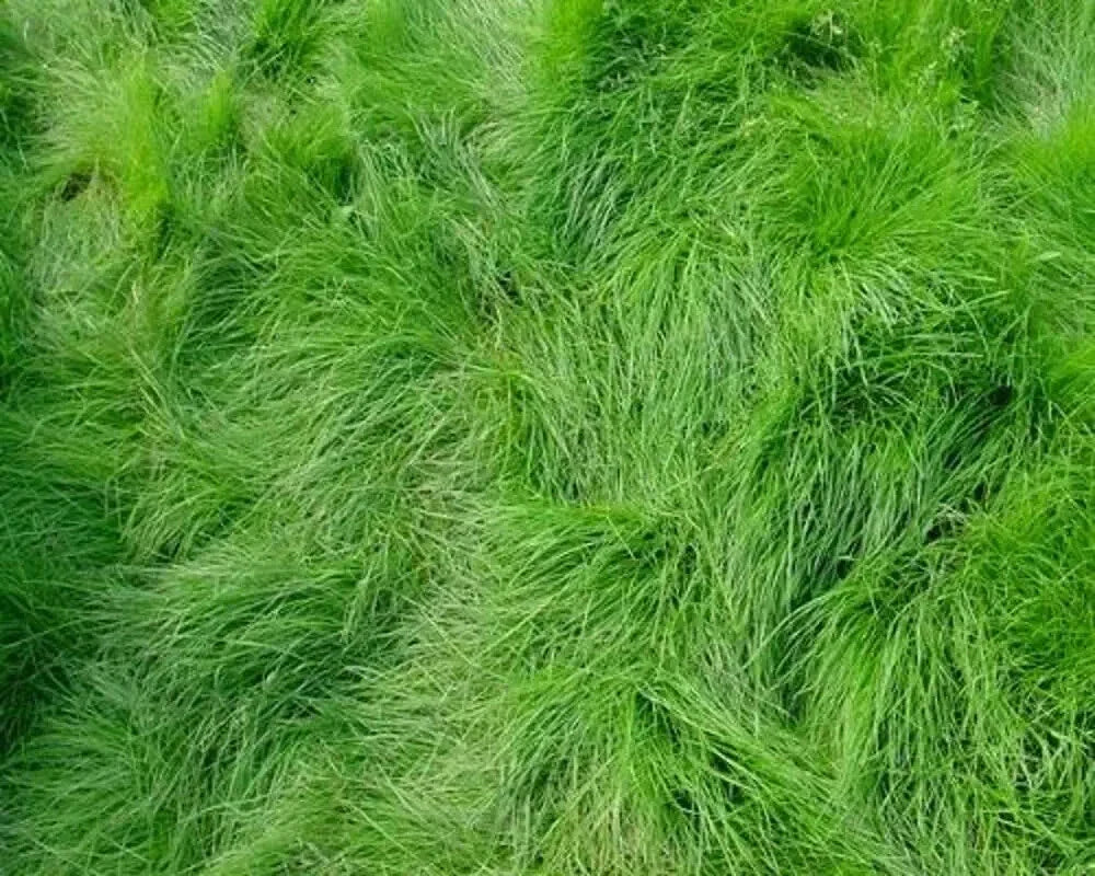 Creeping Red Fescue Seeds - 1,000 Count - Festuca rubra for Lawns & Ground Cover - Drought Tolerant, Shade-Friendly