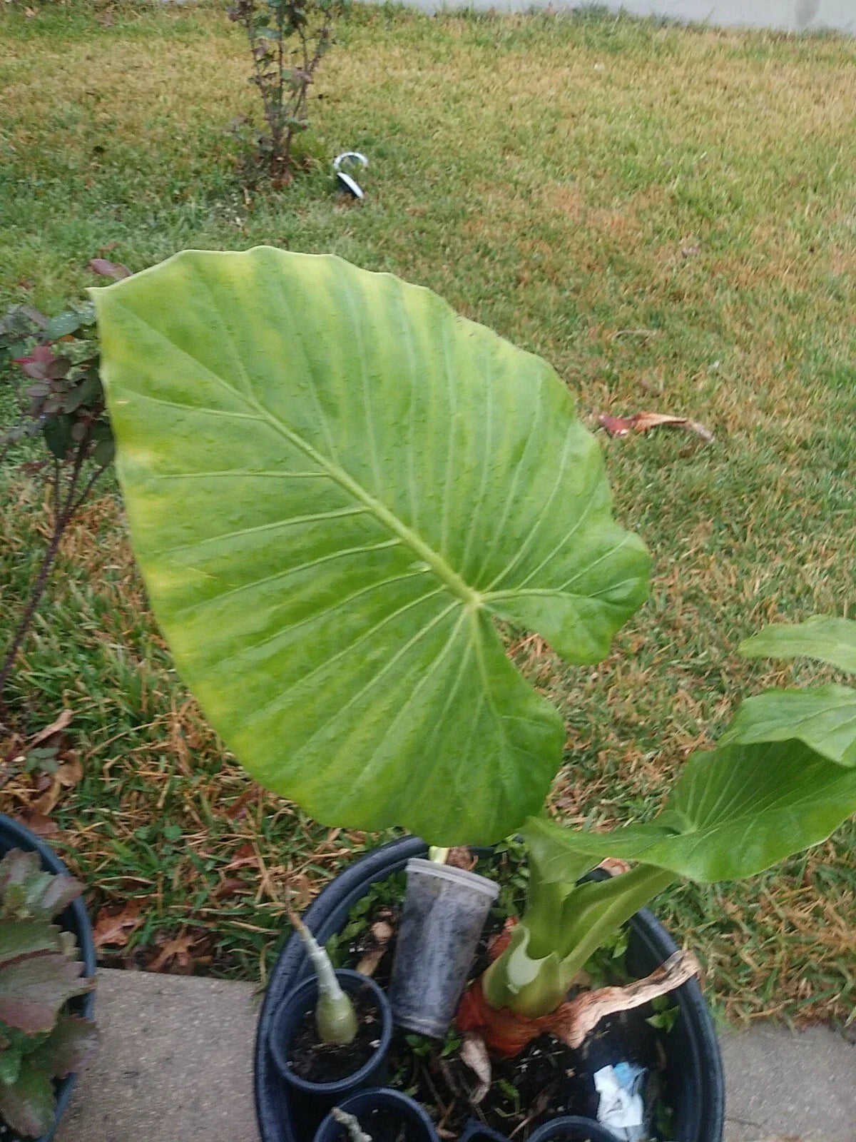 Taro Elephant Ear Plant - 4 Feet Tall - Colocasia Esculenta - Tropical Foliage for Indoor & Outdoor Gardens