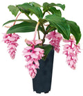 Royal ZENZ Magnifica Medinilla Live Starter Plant - Rare Indoor Houseplant with Pink Flowers, Lush Foliage, Medinilla magnifica