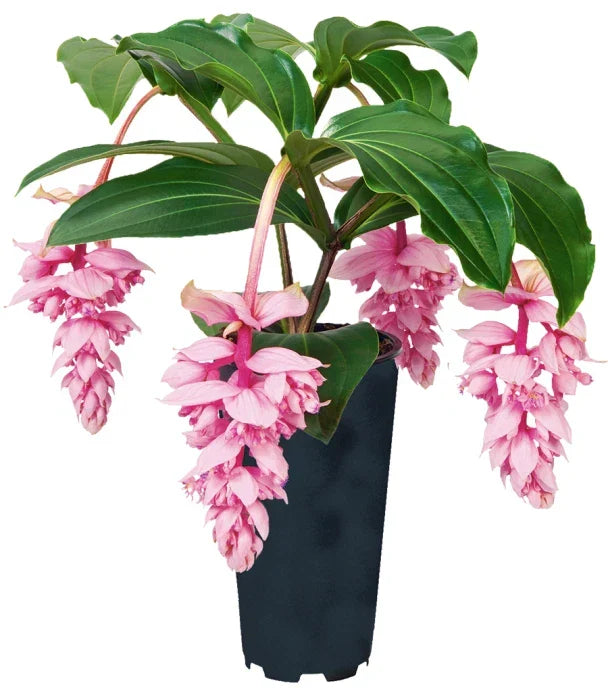 Royal ZENZ Magnifica Medinilla Live Starter Plant - Rare Indoor Houseplant with Pink Flowers, Lush Foliage, Medinilla magnifica