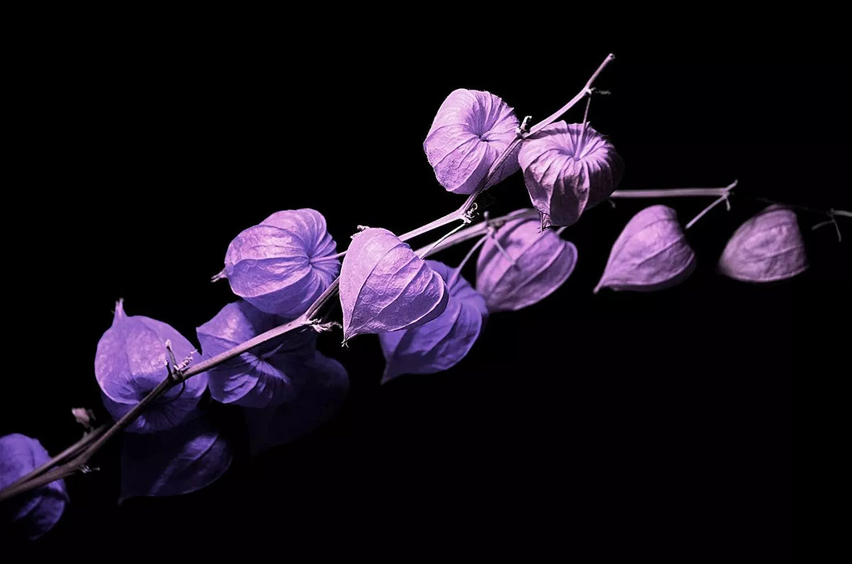 Purple Chinese Lantern Seeds - 100 Pack for Planting - Physalis alkekengi - Vibrant Lantern-Shaped Blooms