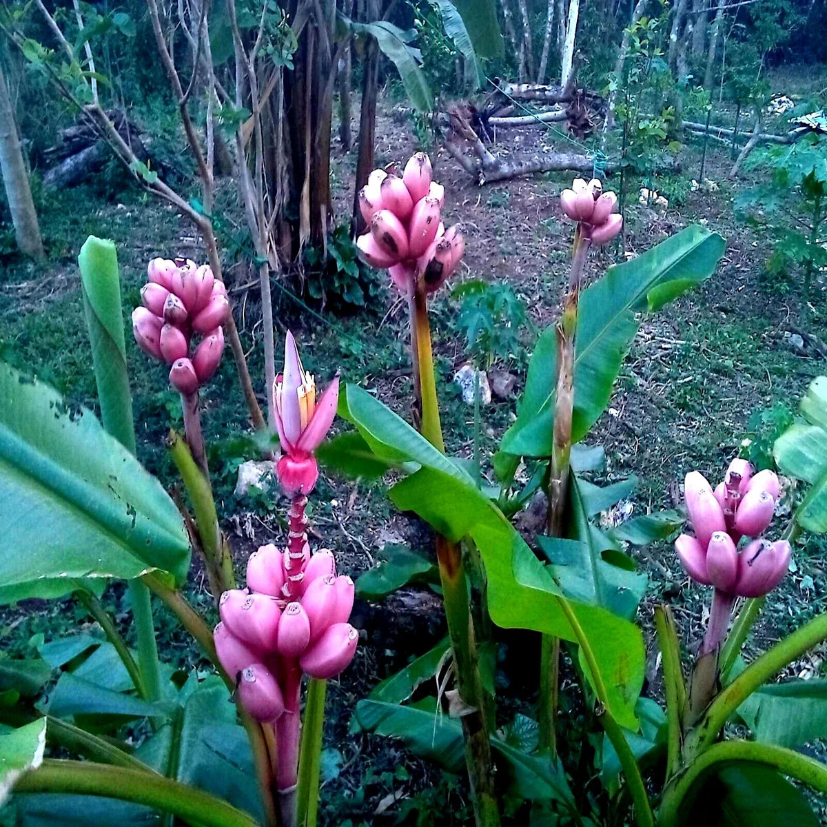 Pink Dwarf Banana Tree Seeds – Musa velutina – Rare Hardy Tropical Fruit Plant for Zone 7b & Garden