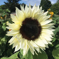 Italian White Sunflower Seeds - 50 Fresh Helianthus annuus for Gardens & Floral Arrangements