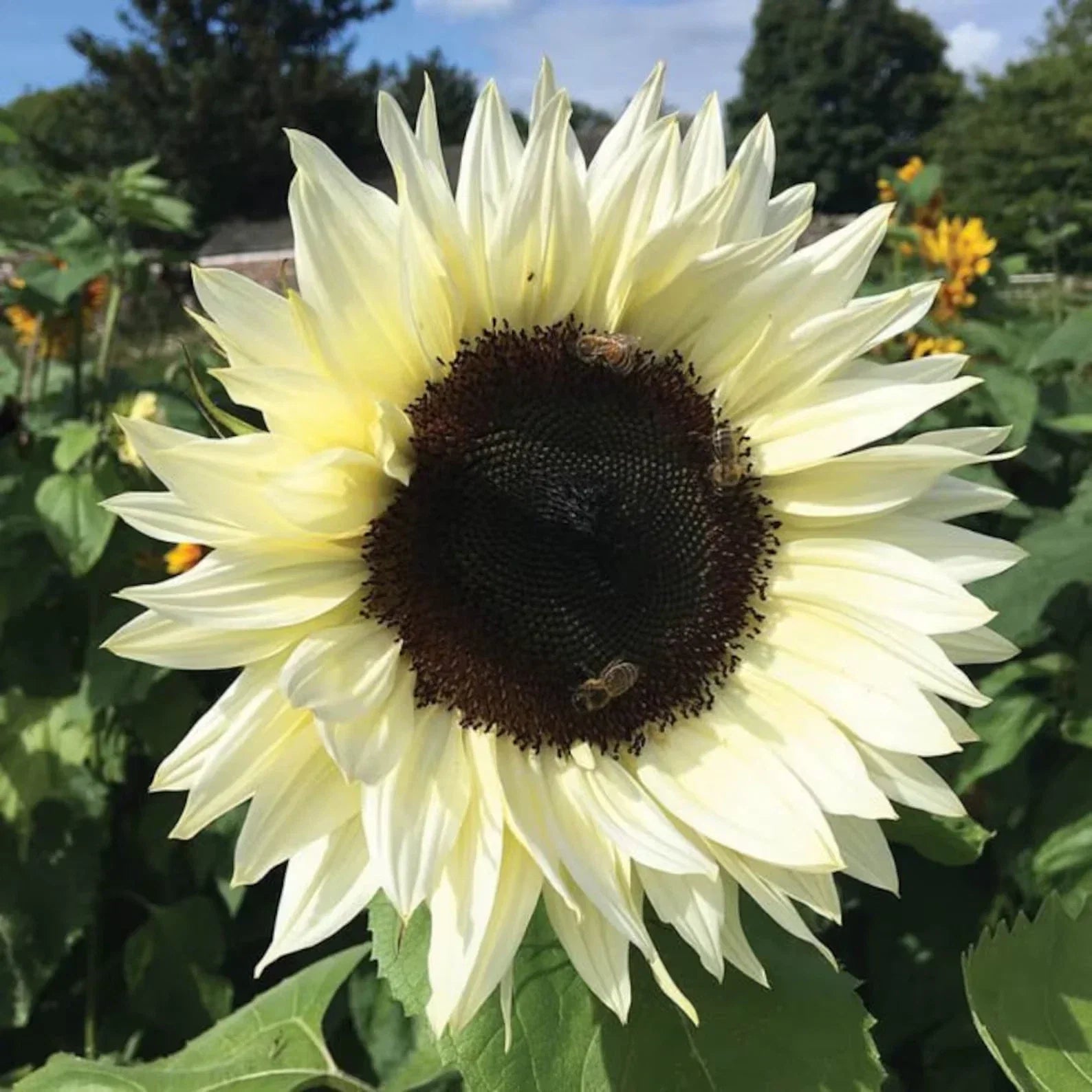 Italian White Sunflower Seeds - 50 Fresh Helianthus annuus for Gardens & Floral Arrangements