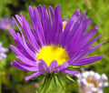 Tahoka Daisy Prairie Aster Seeds - 500 Bulk Machaeranthera tanacetifolia Native Wildflower for Drought Tolerant Gardens