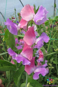 Ella Mountbatten Sweet Pea Seeds – Climbing Annual, Fragrant, Vibrant Colors, Lathyrus odoratus, 50 Seeds