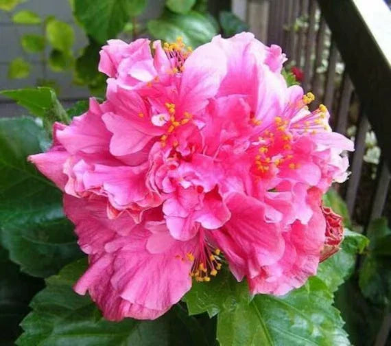 Tropical Hibiscus Starter Plant - Pride of Hankins Pink - Rooted Hibiscus rosa-sinensis for Garden & Patio